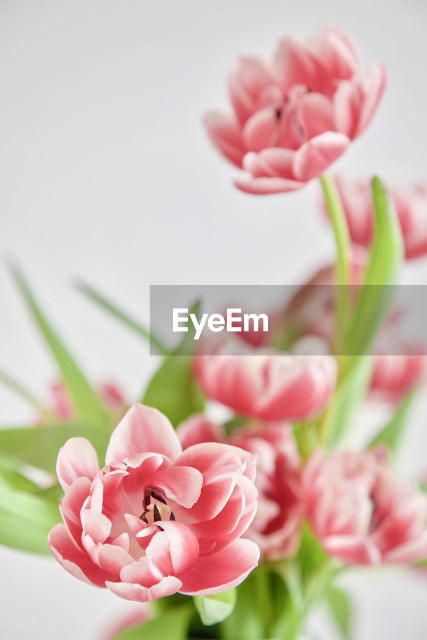 CLOSE-UP OF PINK FLOWER