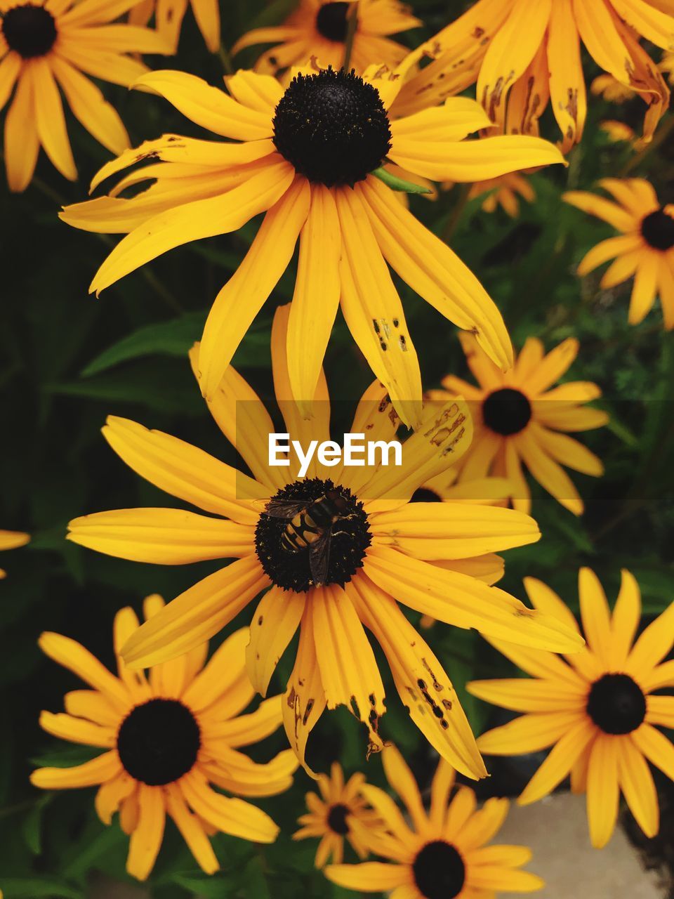 Close-up of yellow flowers blooming outdoors