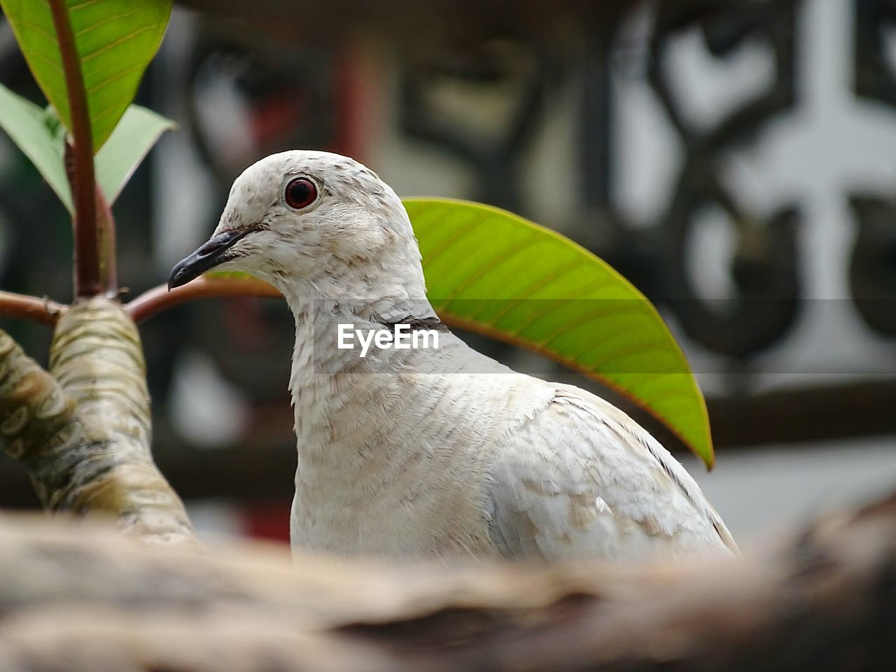 Close-up of bird