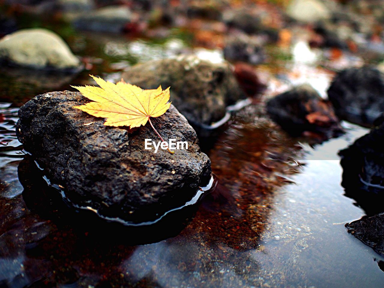 Leaf on stone