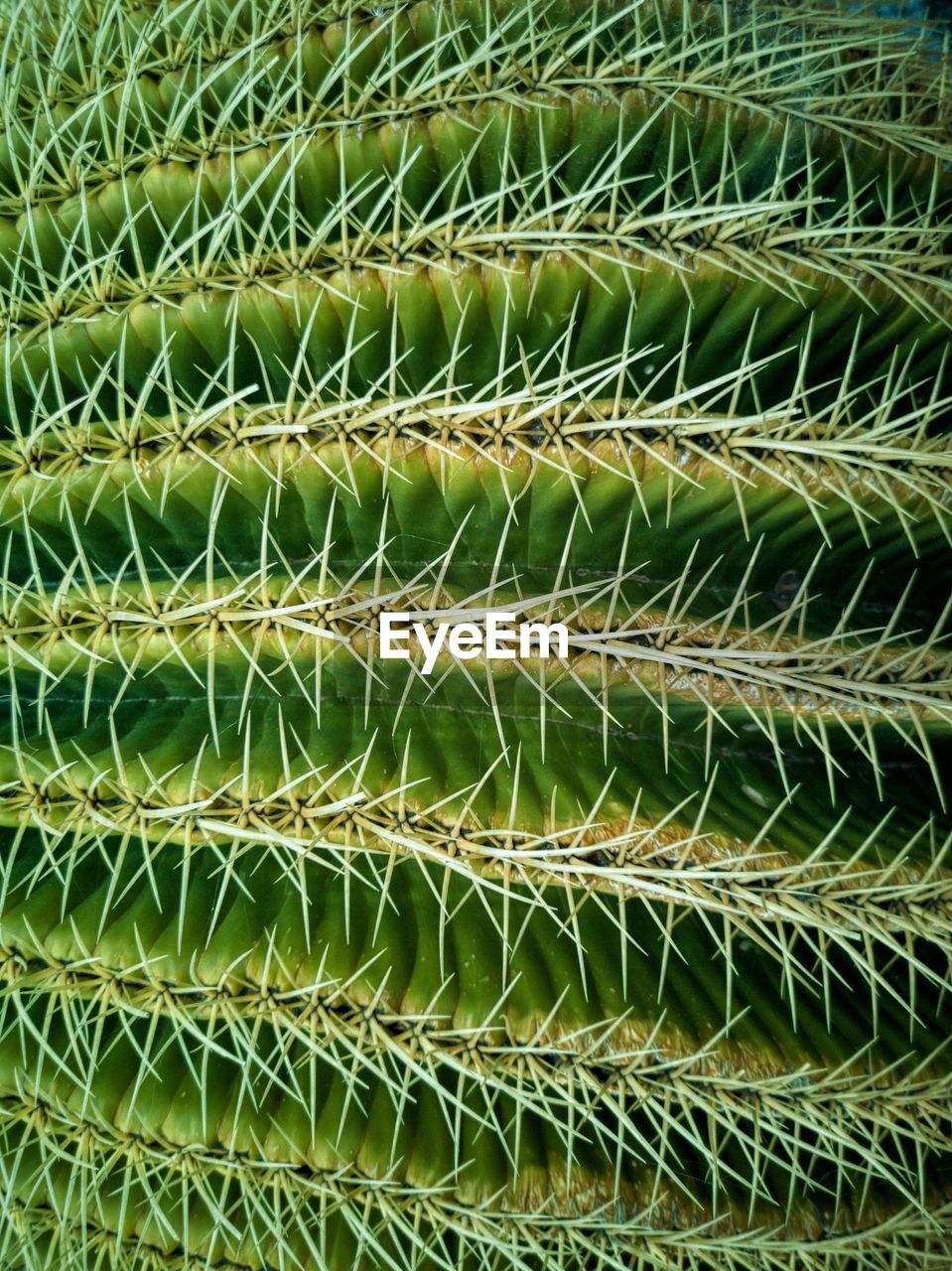 Full frame shot of succulent plant