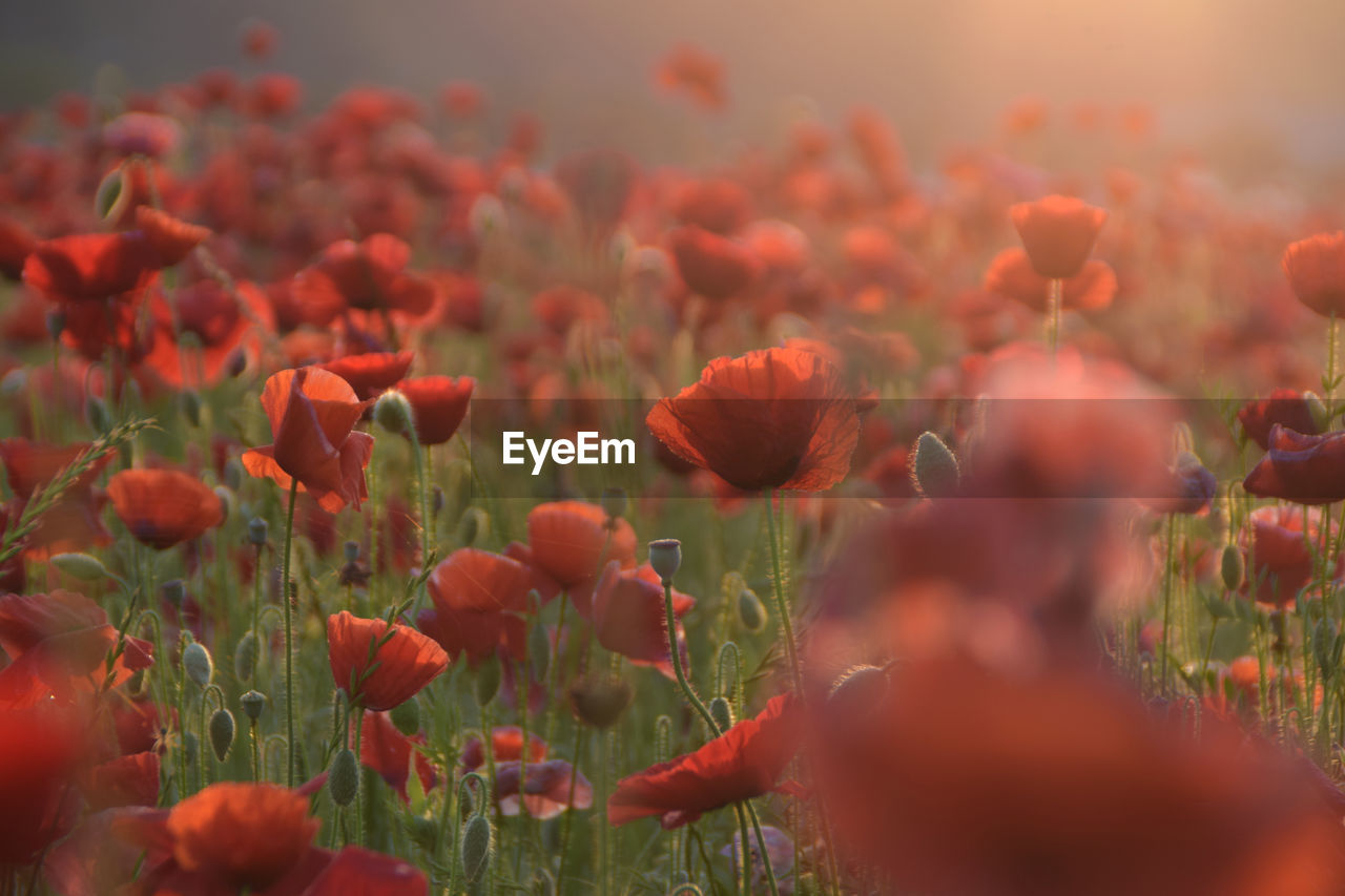 CLOSE-UP OF RED FLOWERING PLANTS IN FIELD