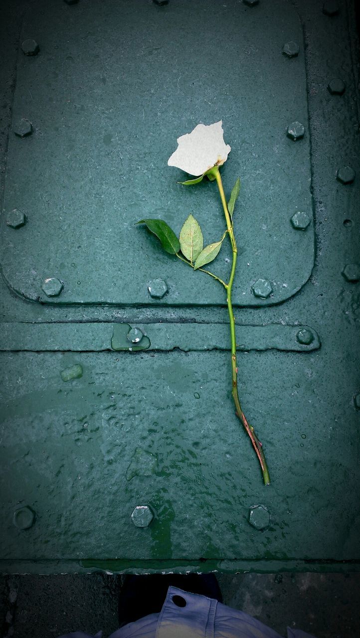 White rose on metal