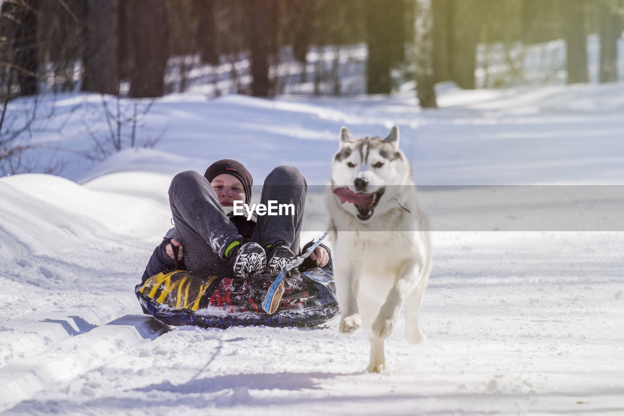 Boy sitting on sled pulled by dog on snow covered field