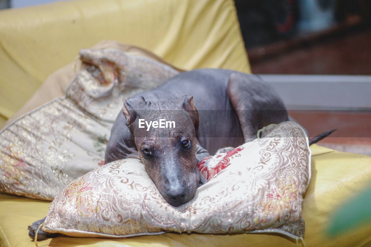 CLOSE-UP OF DOG LYING ON BED AT HOME