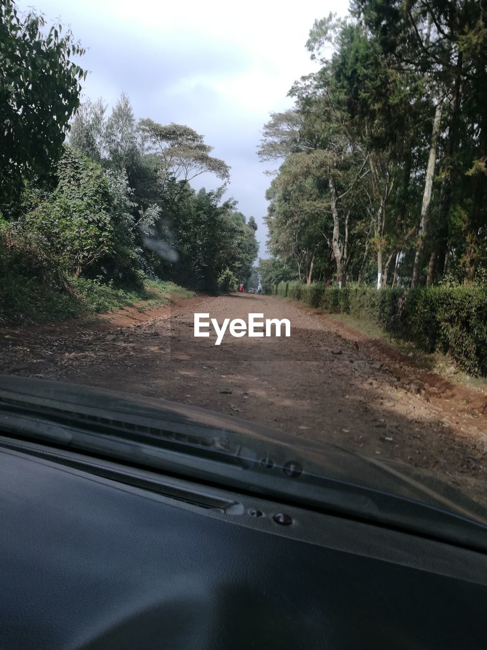 ROAD PASSING THROUGH TREES