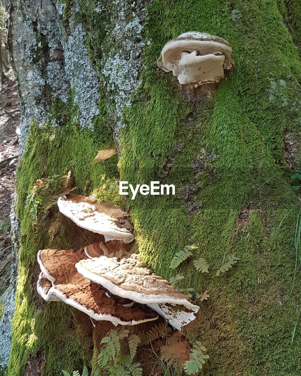 HIGH ANGLE VIEW OF MUSHROOM ON TREE TRUNK