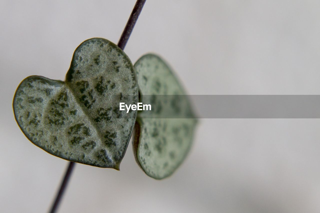 Close-up of heart shape over white background