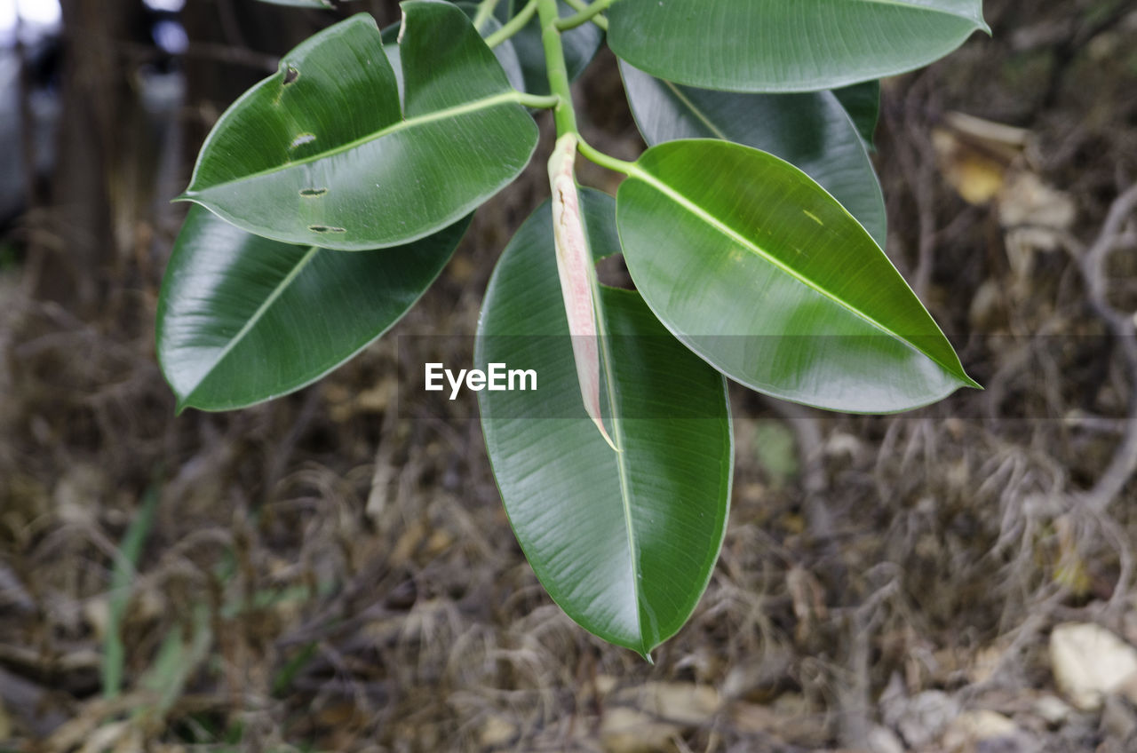 HIGH ANGLE VIEW OF GREEN LEAVES ON FIELD
