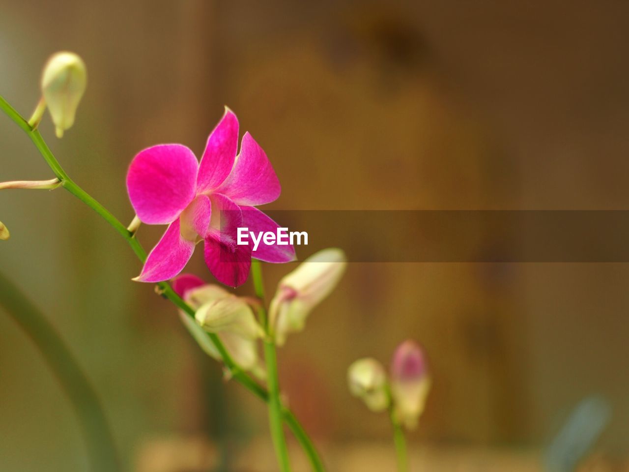 Close-up of pink flowers blooming outdoors