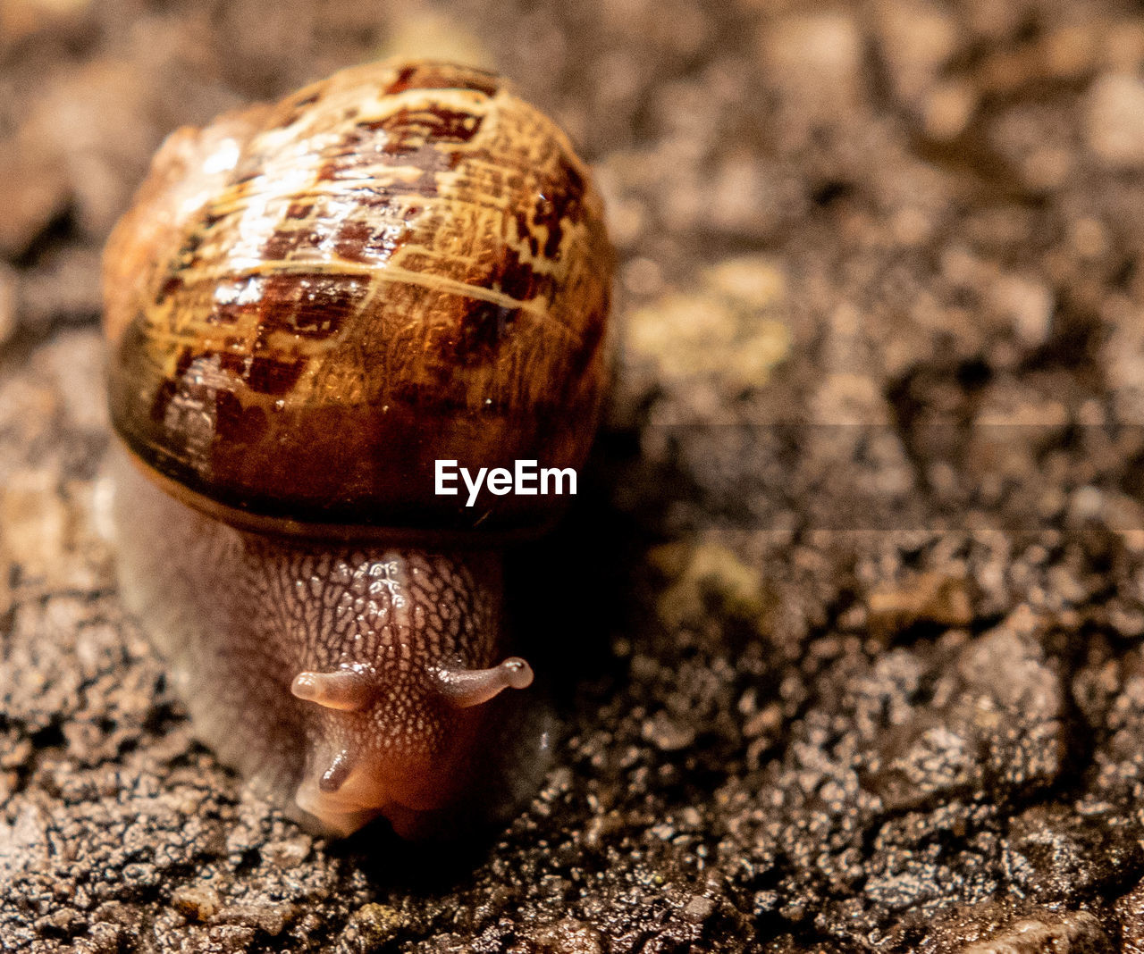 Close-up of snail on field