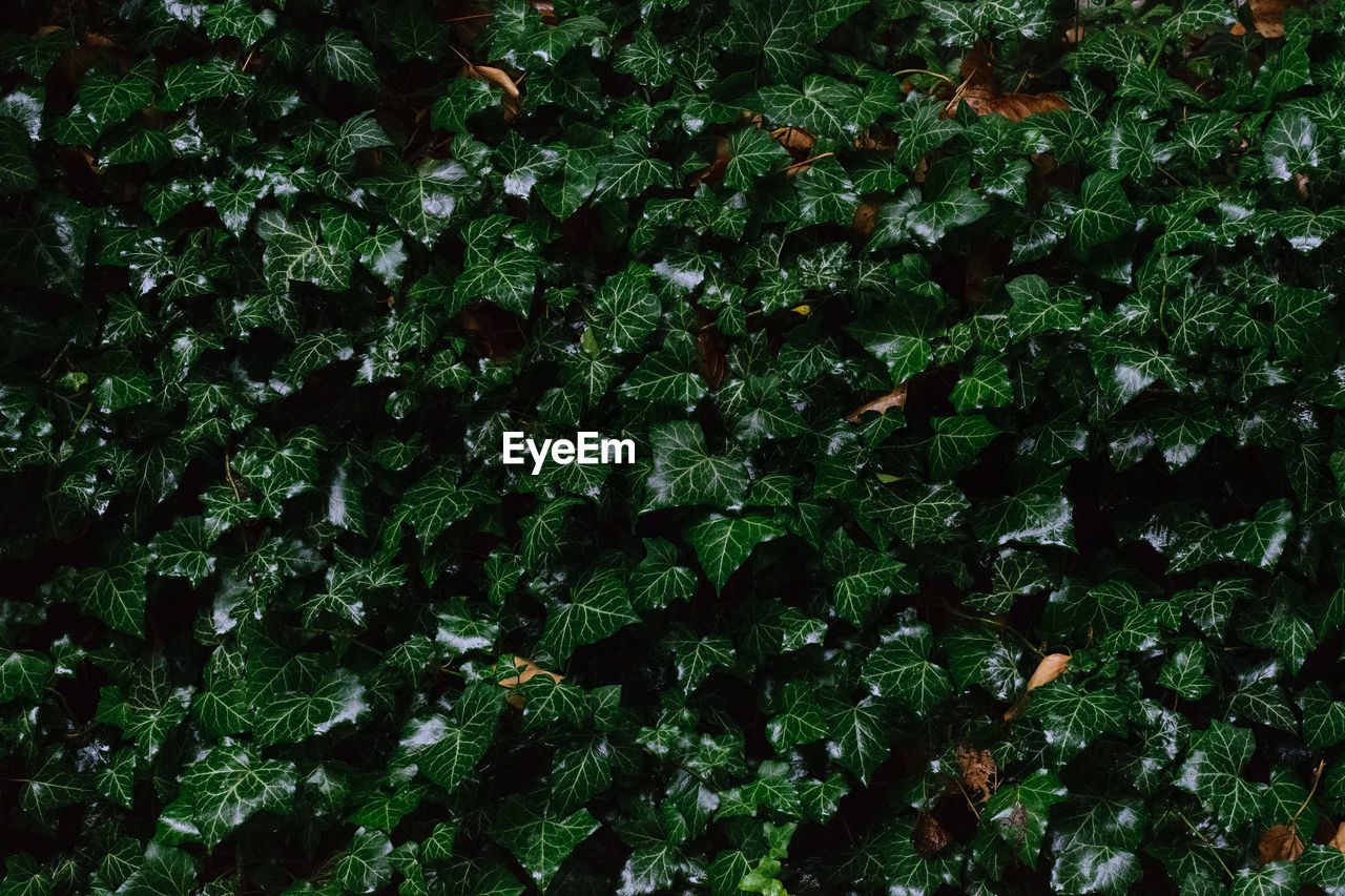 HIGH ANGLE VIEW OF PLANTS GROWING ON LAND