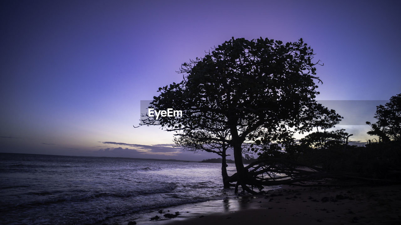 Silhouette tree on beach against clear sky