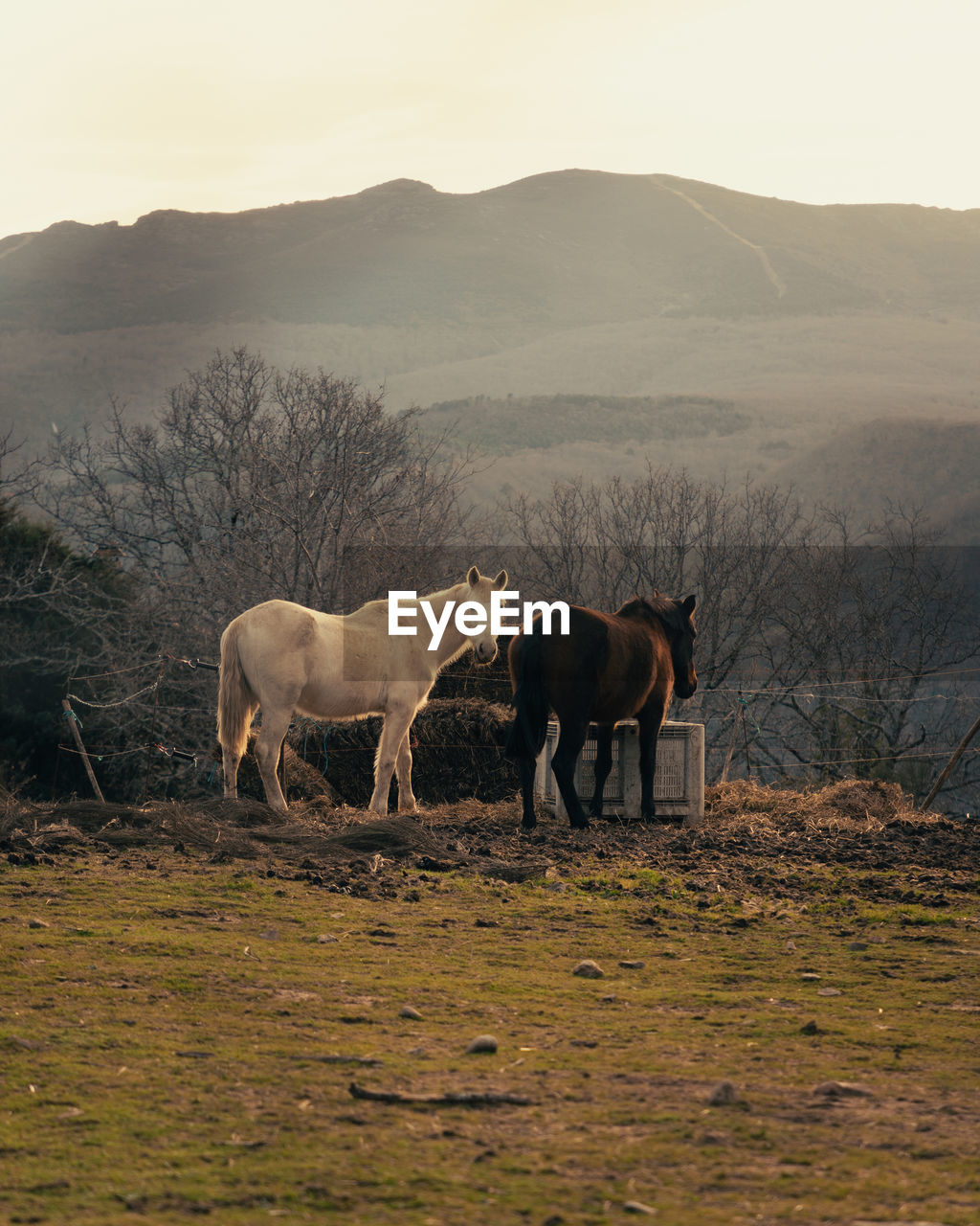 Horses standing on field