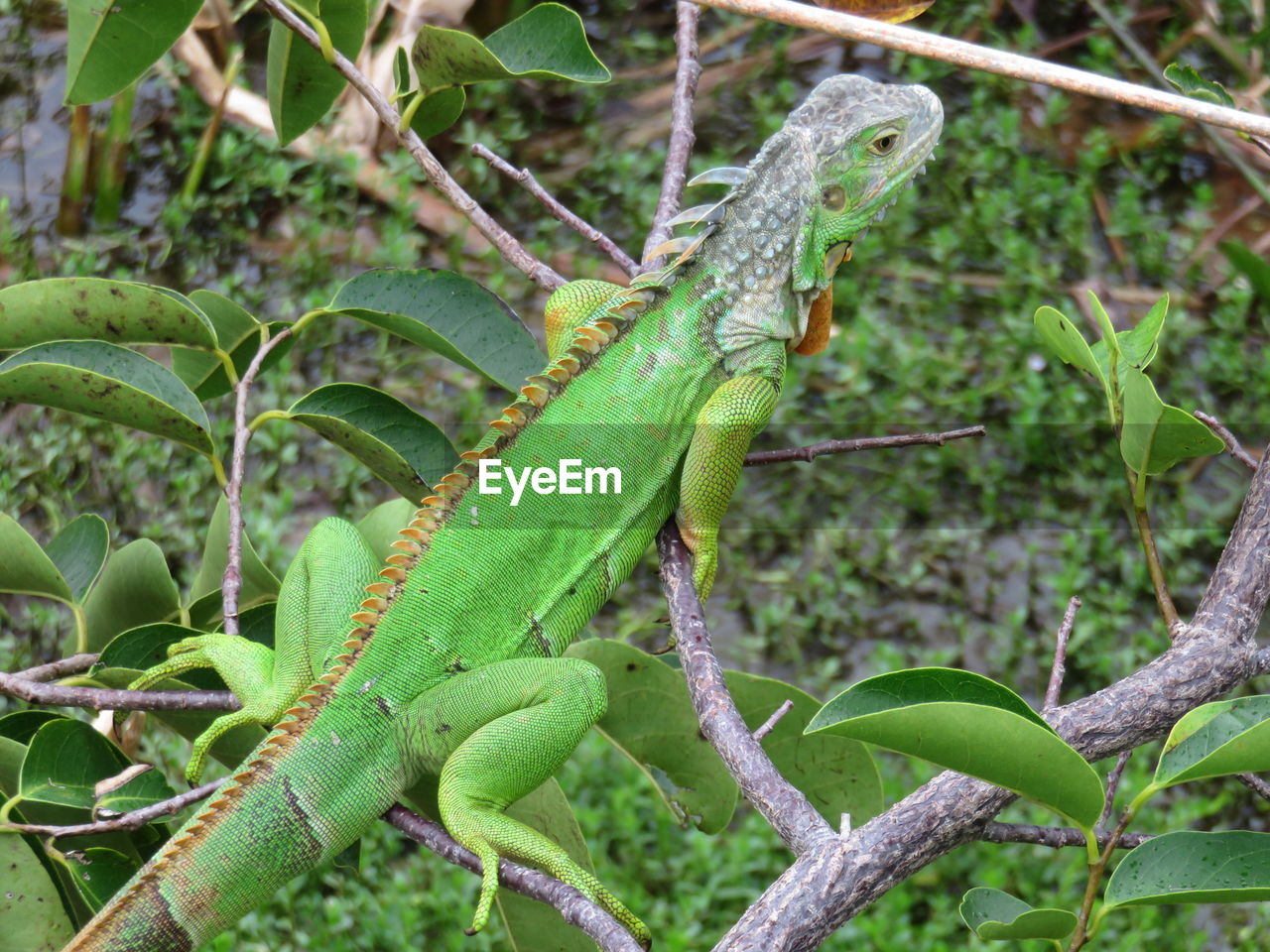 CLOSE-UP OF LIZARD ON BRANCH