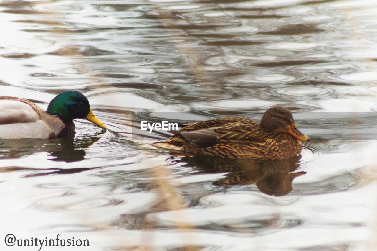 DUCKS IN LAKE