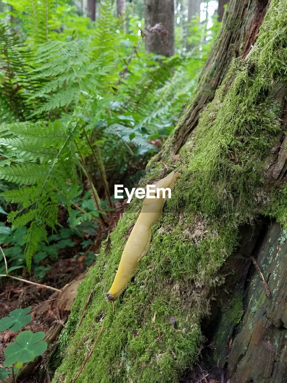 CLOSE-UP OF LIZARD ON TREE TRUNK