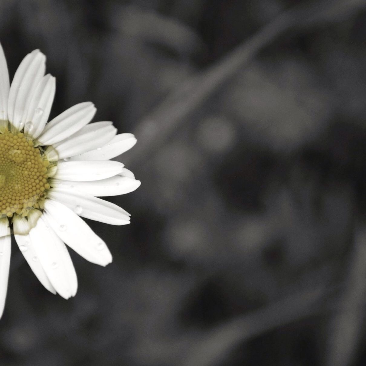 CLOSE-UP OF FRESH WHITE FLOWER