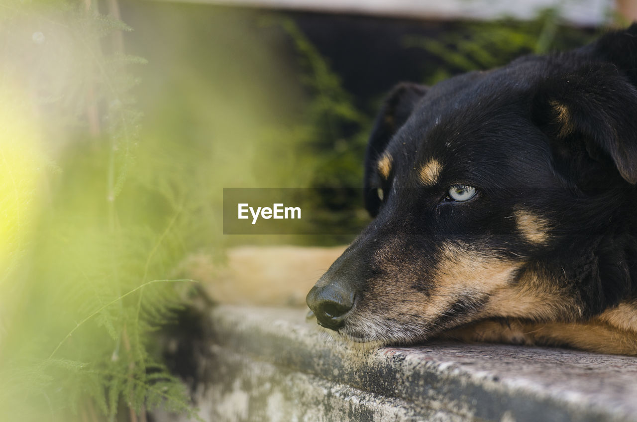 Close-up of dog looking away