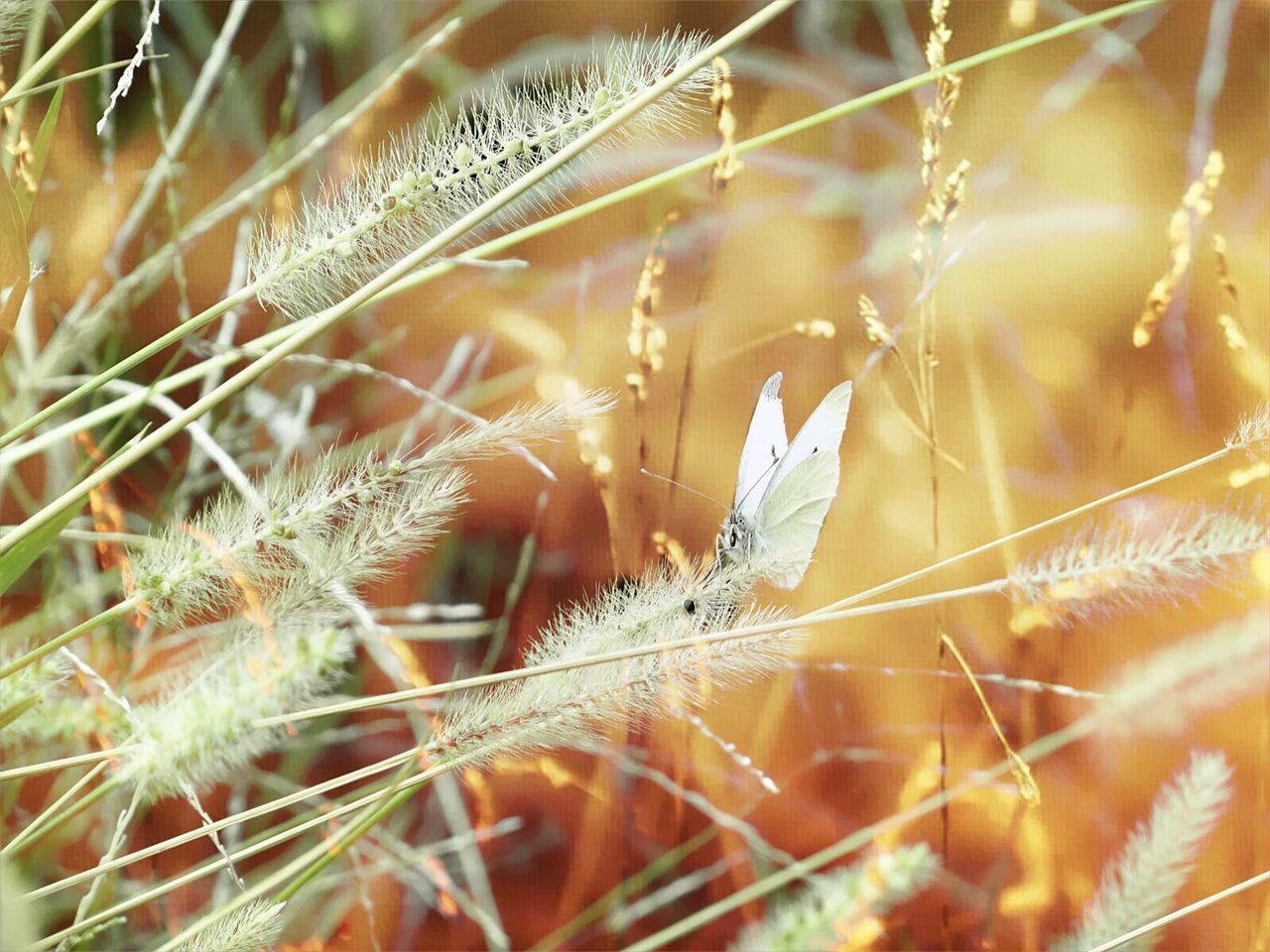 CLOSE-UP OF GRASS