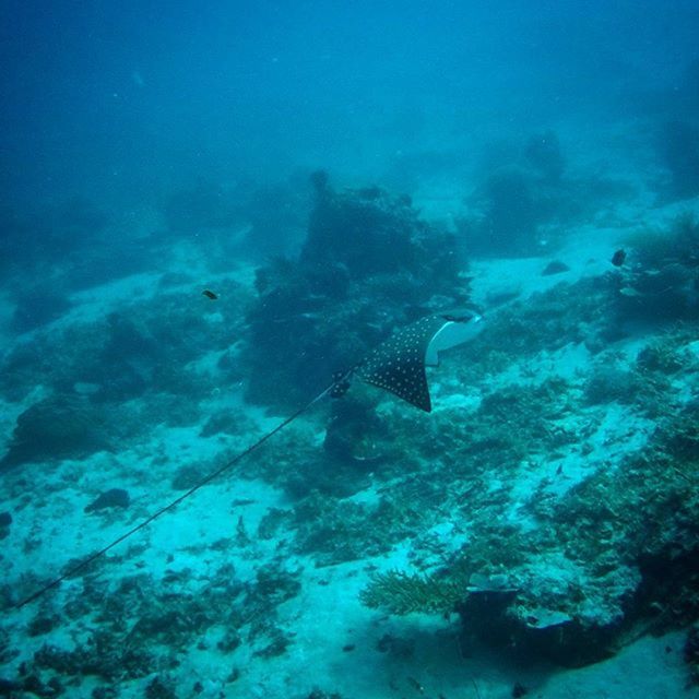 FISH UNDERWATER