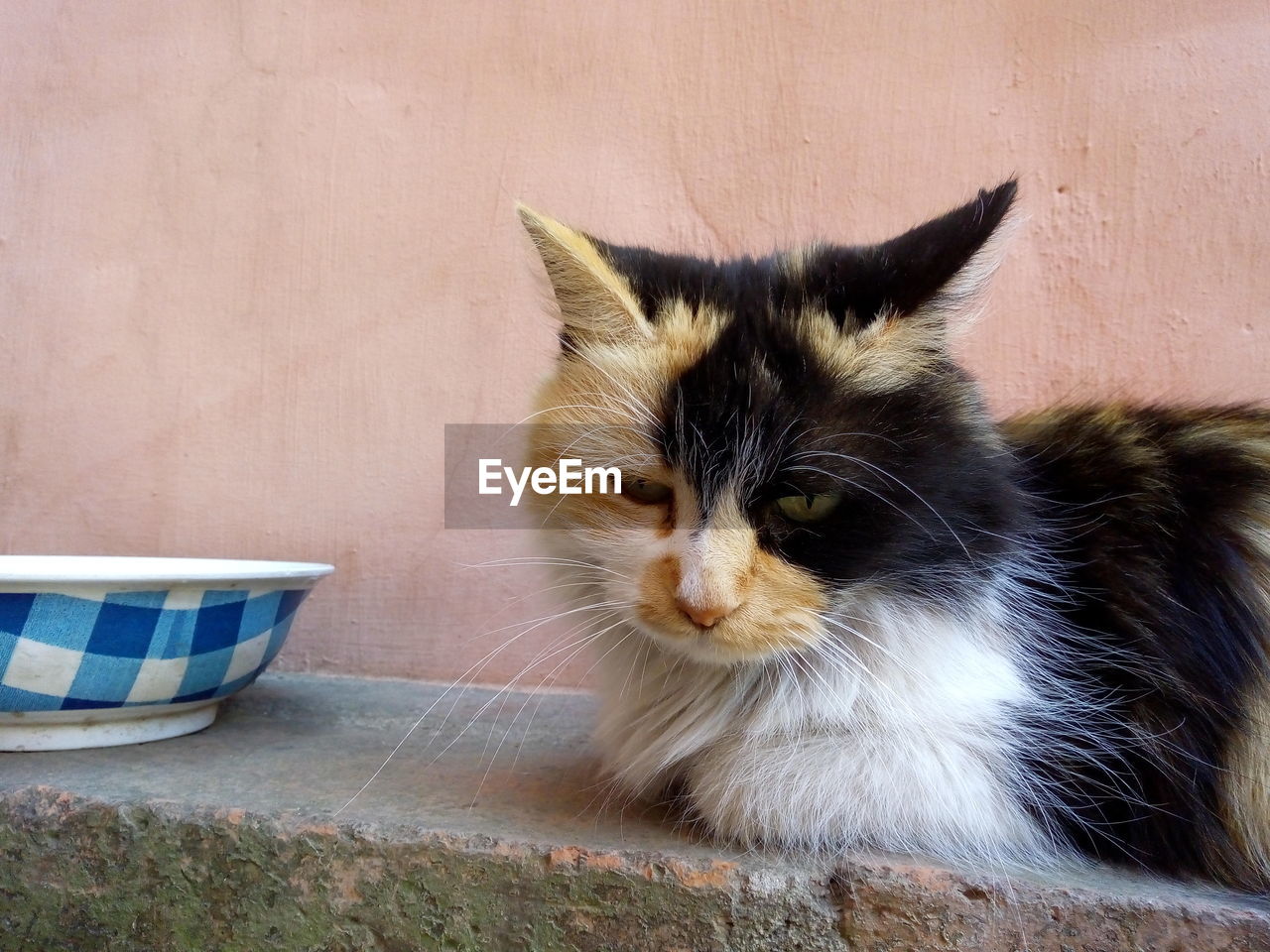 PORTRAIT OF CAT ON WALL