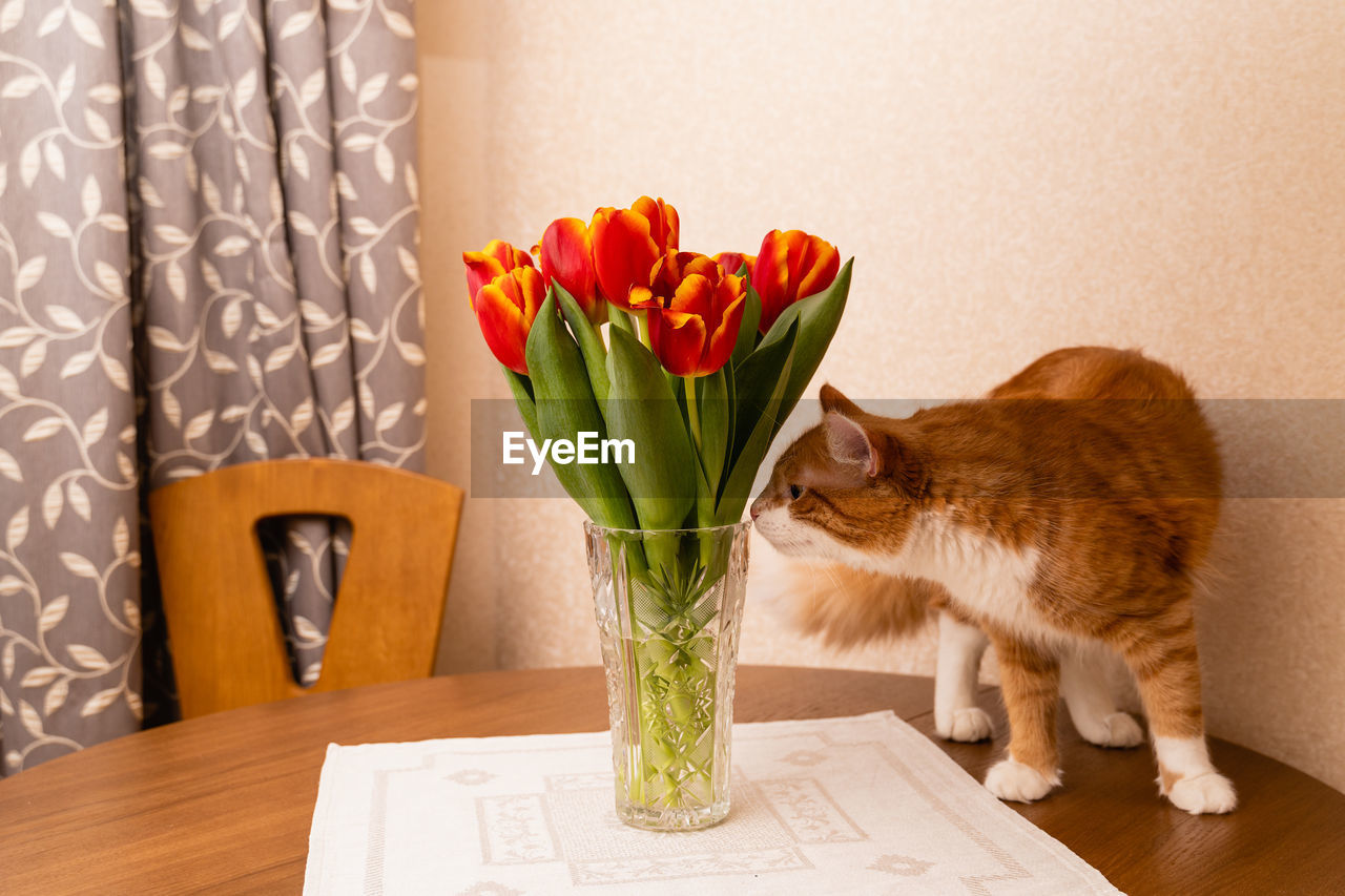 The ginger cat climbed onto the table and exhausts a vase of tulips. the behavior of cat