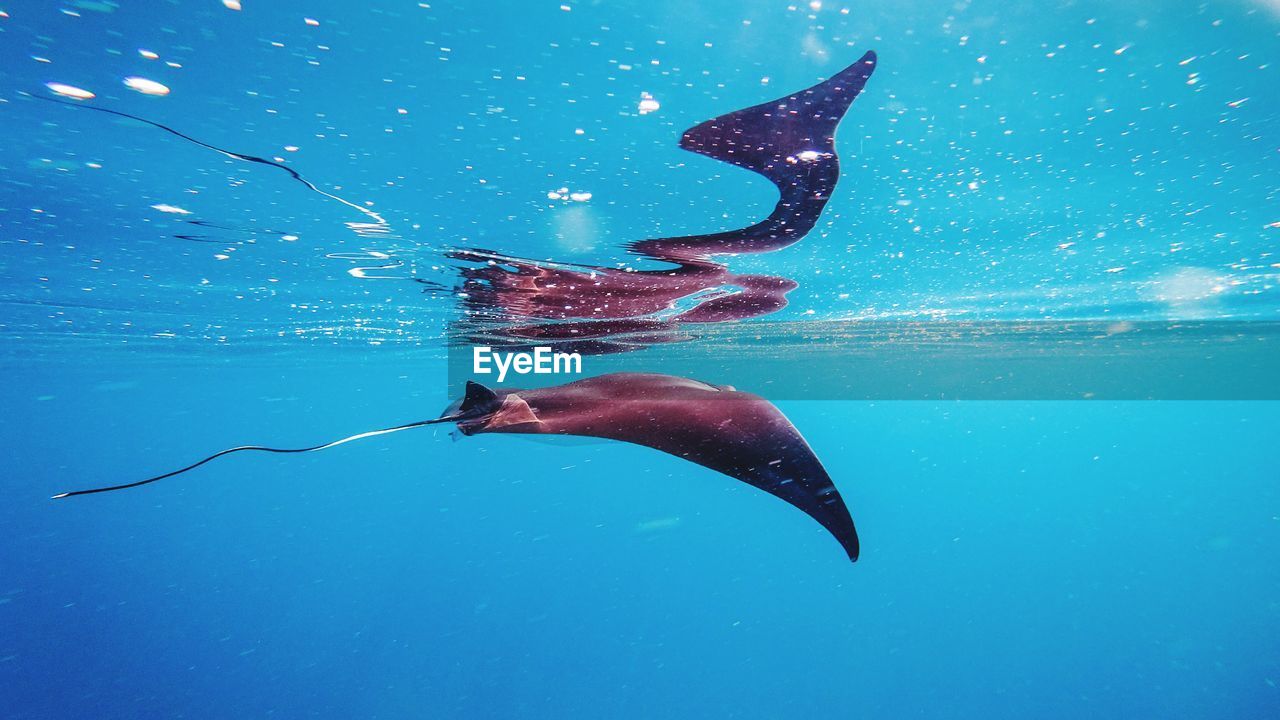 FISH SWIMMING IN SEA