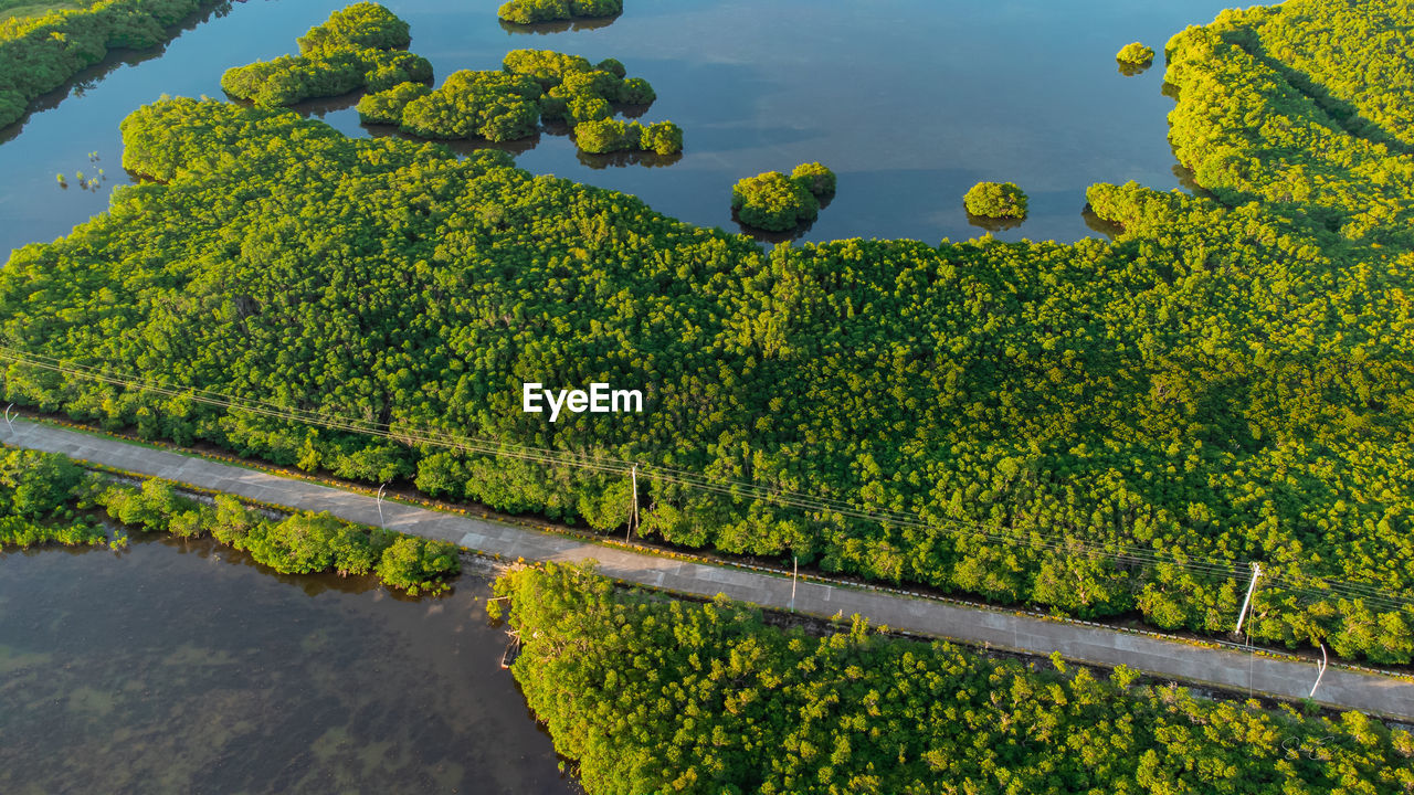 Scenic view of mangrove field