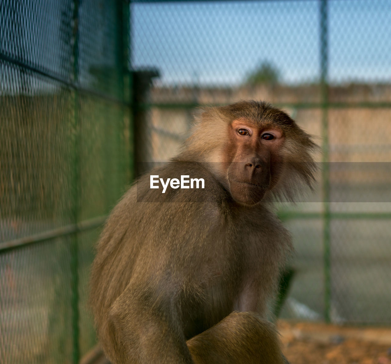 Close-up of monkey in cage