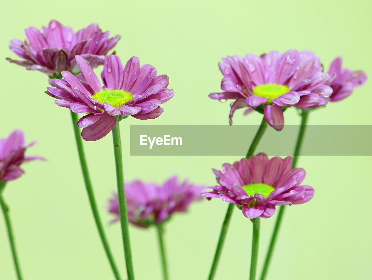 Close-up of purple flowering plant over white background