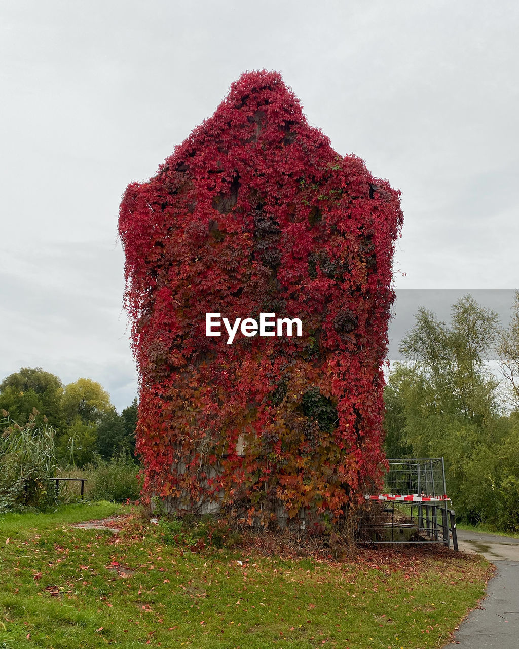 VIEW OF RED TREE ON FIELD AGAINST SKY