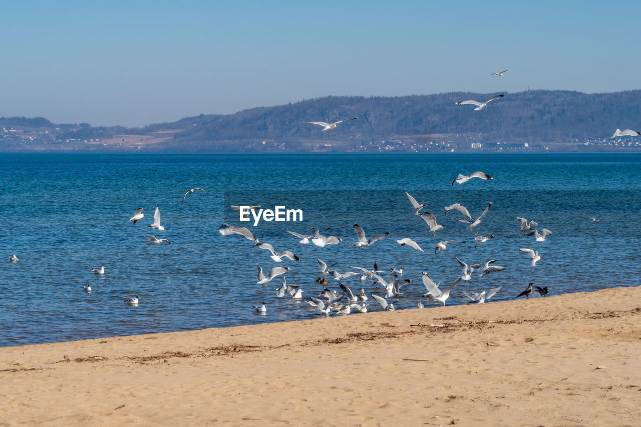 SEAGULLS ON SEA SHORE