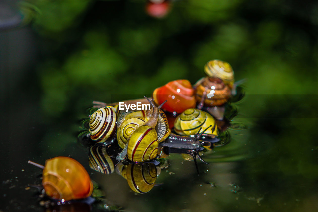 Close-up of snails in pond