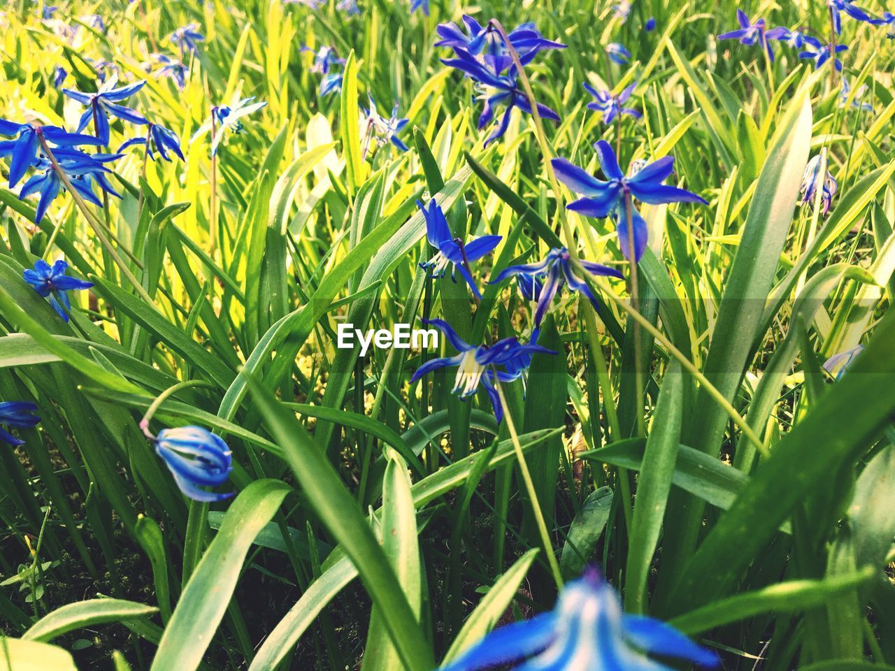 PURPLE FLOWERS BLOOMING IN FIELD