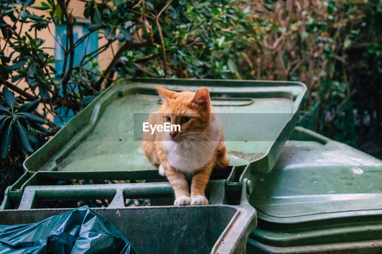 PORTRAIT OF CAT SITTING OUTDOORS