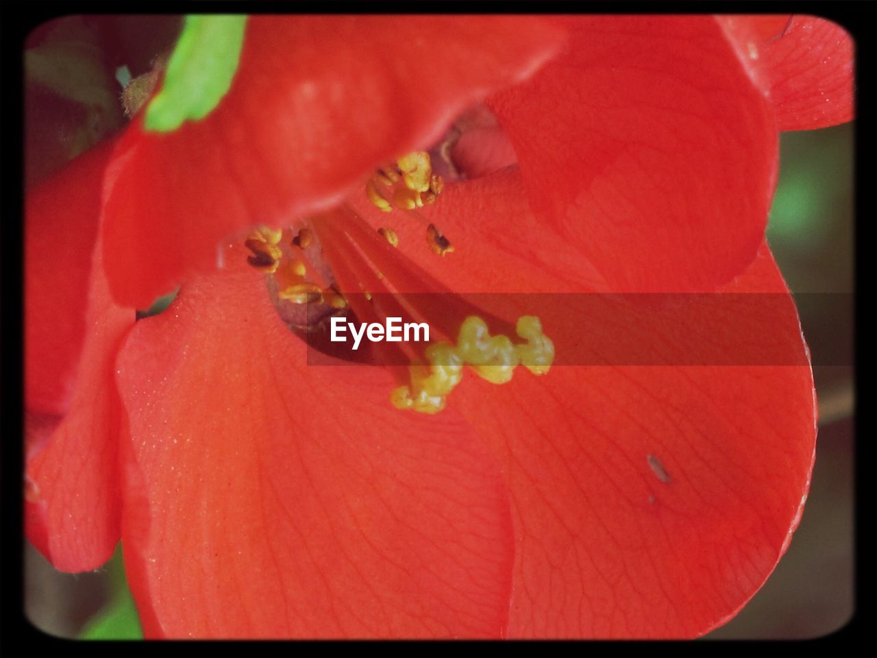 CLOSE-UP OF RED FLOWERS