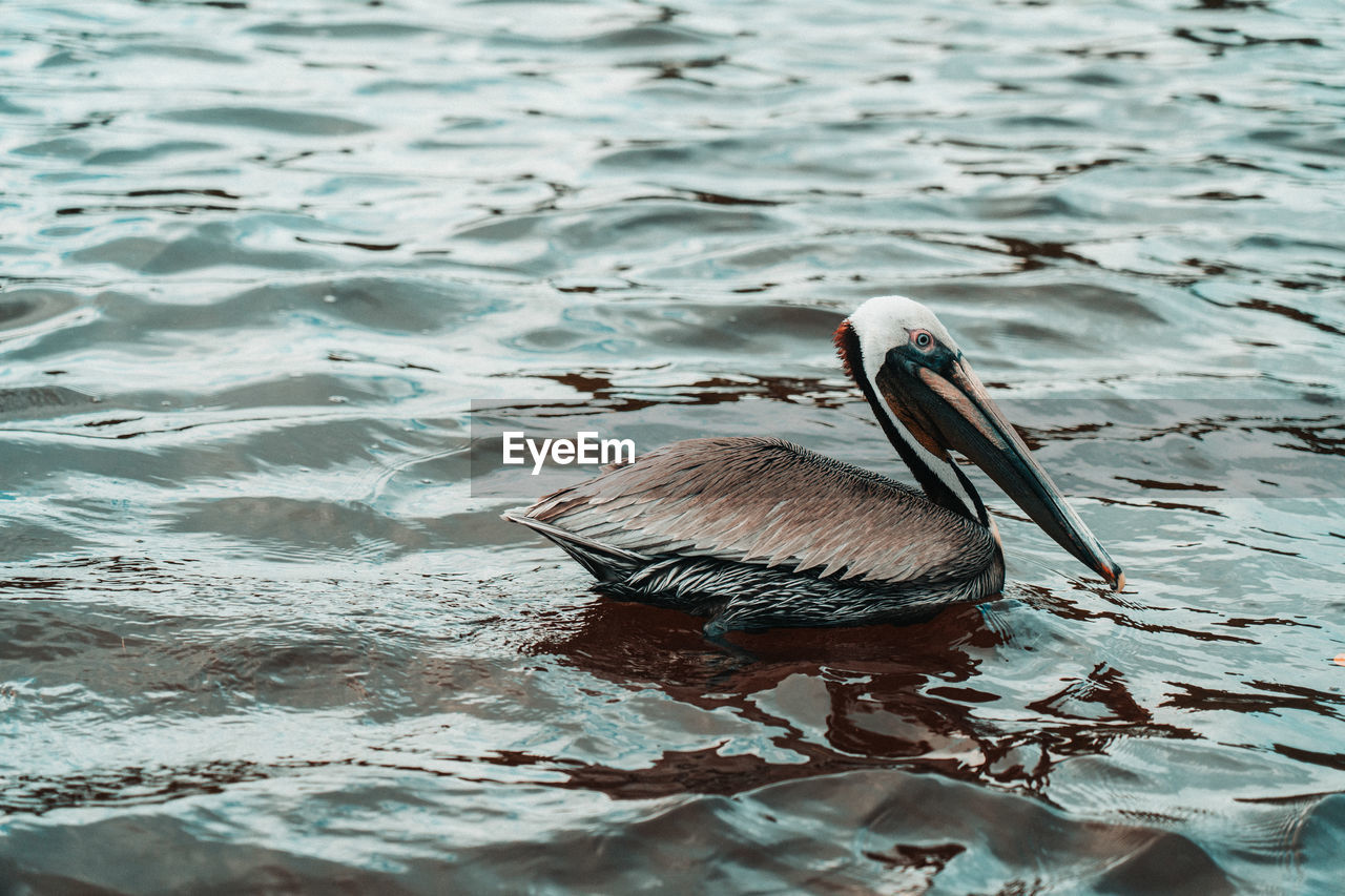 close-up of pelican swimming in lake