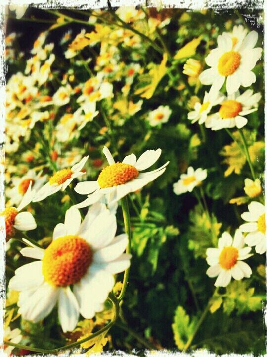 CLOSE-UP OF WHITE DAISY FLOWERS