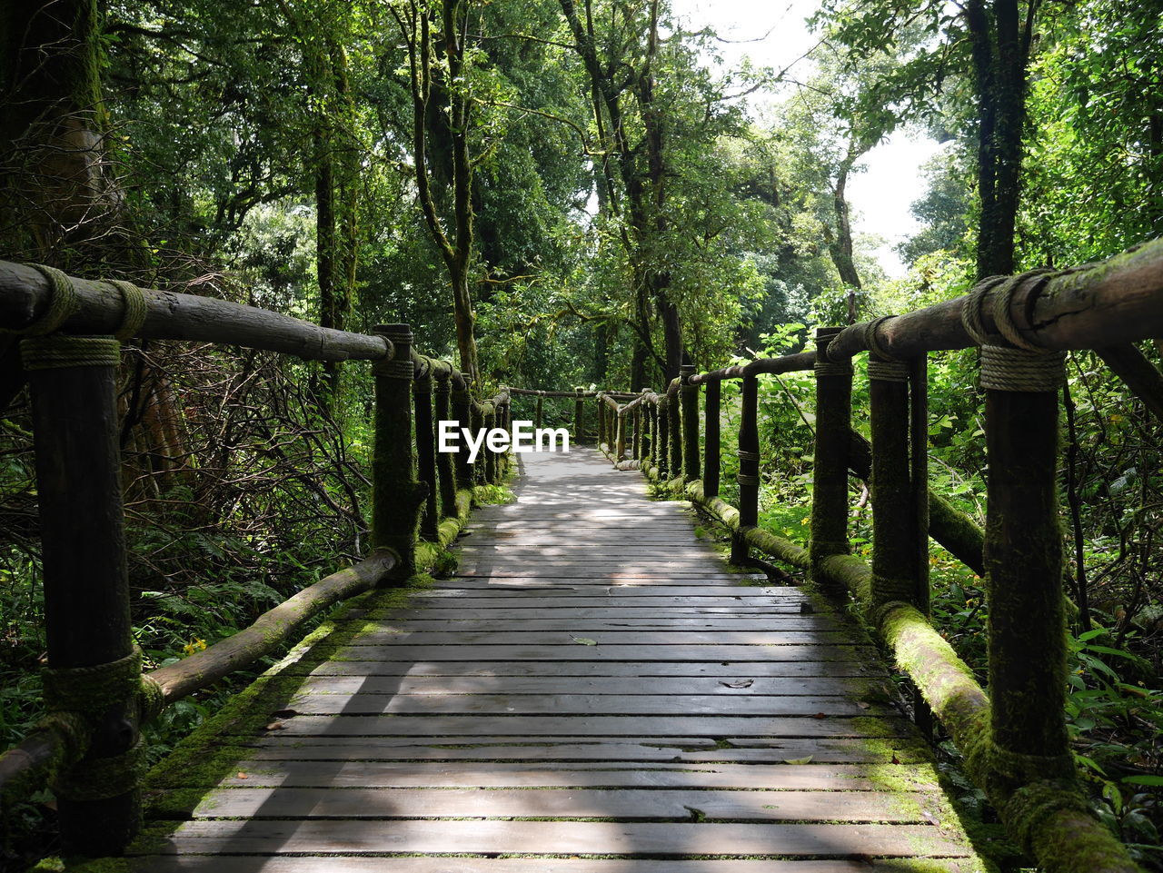 FOOTBRIDGE IN FOREST