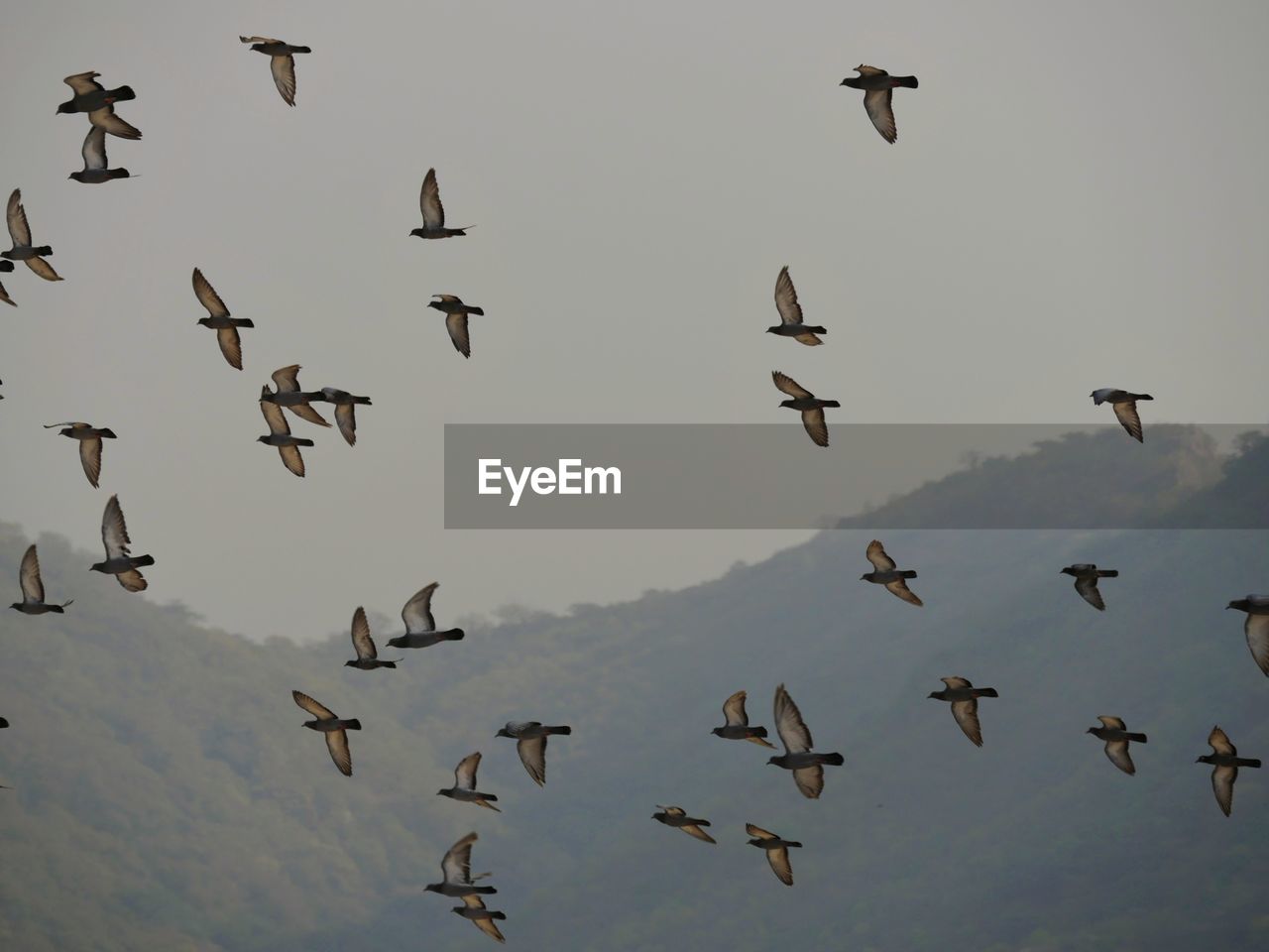 LOW ANGLE VIEW OF BIRDS IN THE SKY