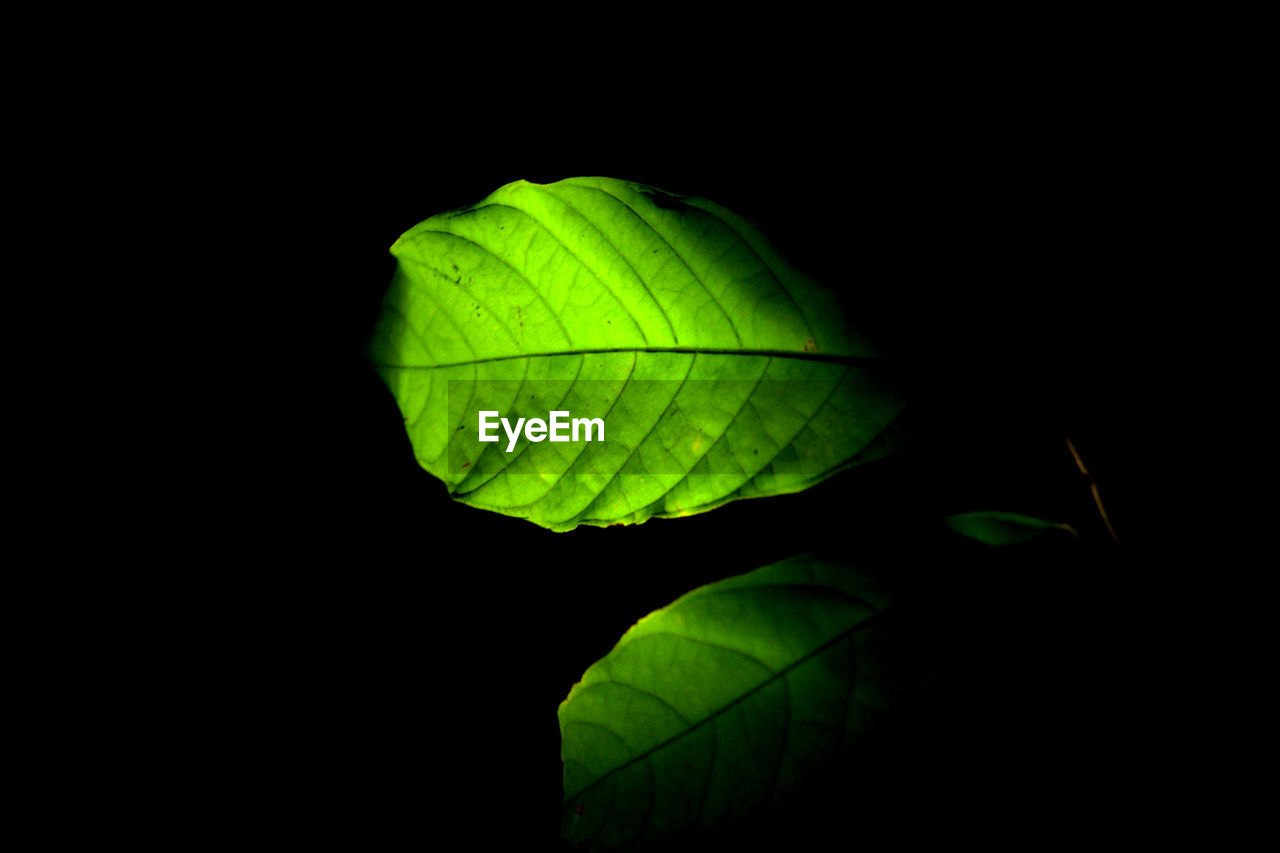 CLOSE-UP OF GREEN LEAVES OVER BLACK BACKGROUND
