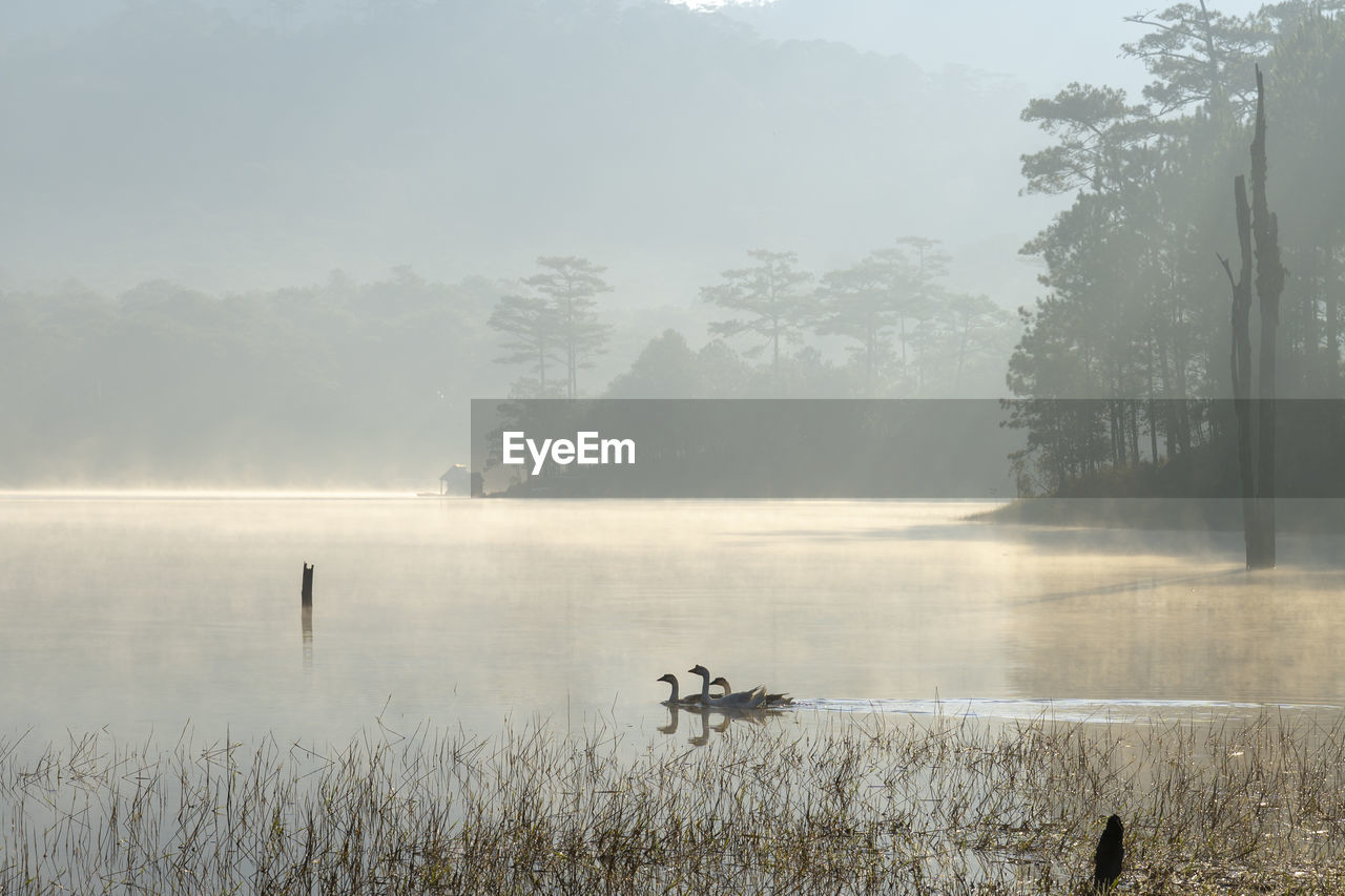 SCENIC VIEW OF LAKE AGAINST TREES