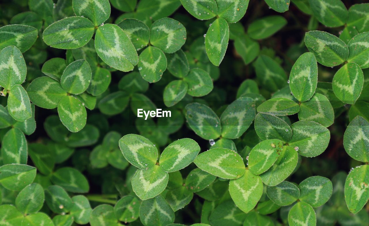 FULL FRAME SHOT OF WET PLANTS