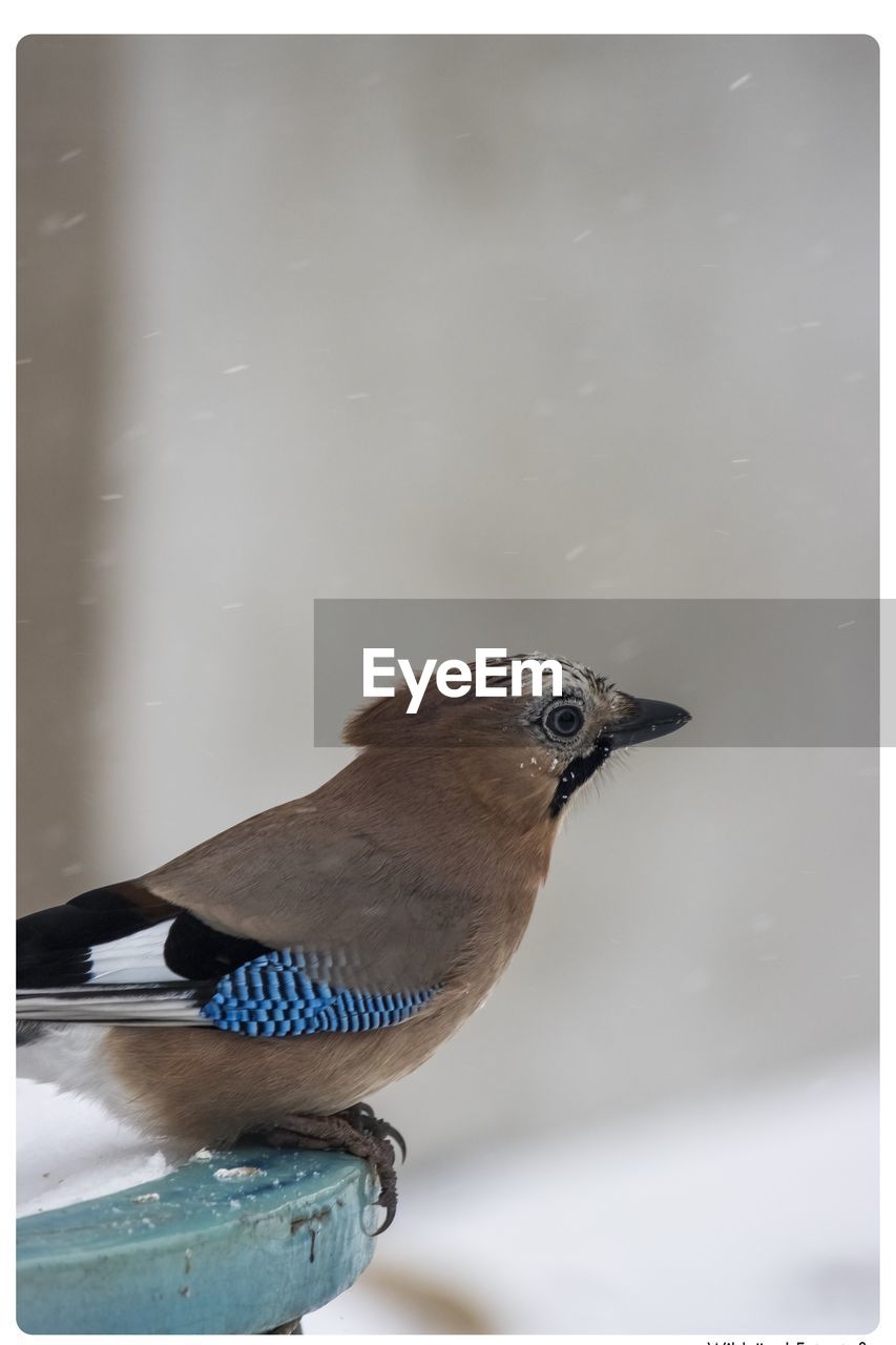 CLOSE-UP OF BIRD PERCHING ON A WATER