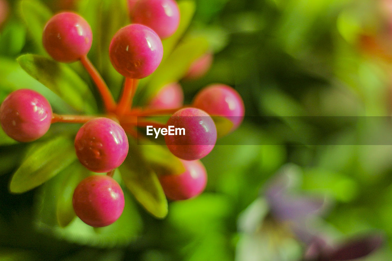 CLOSE-UP OF FRUITS GROWING ON PLANT