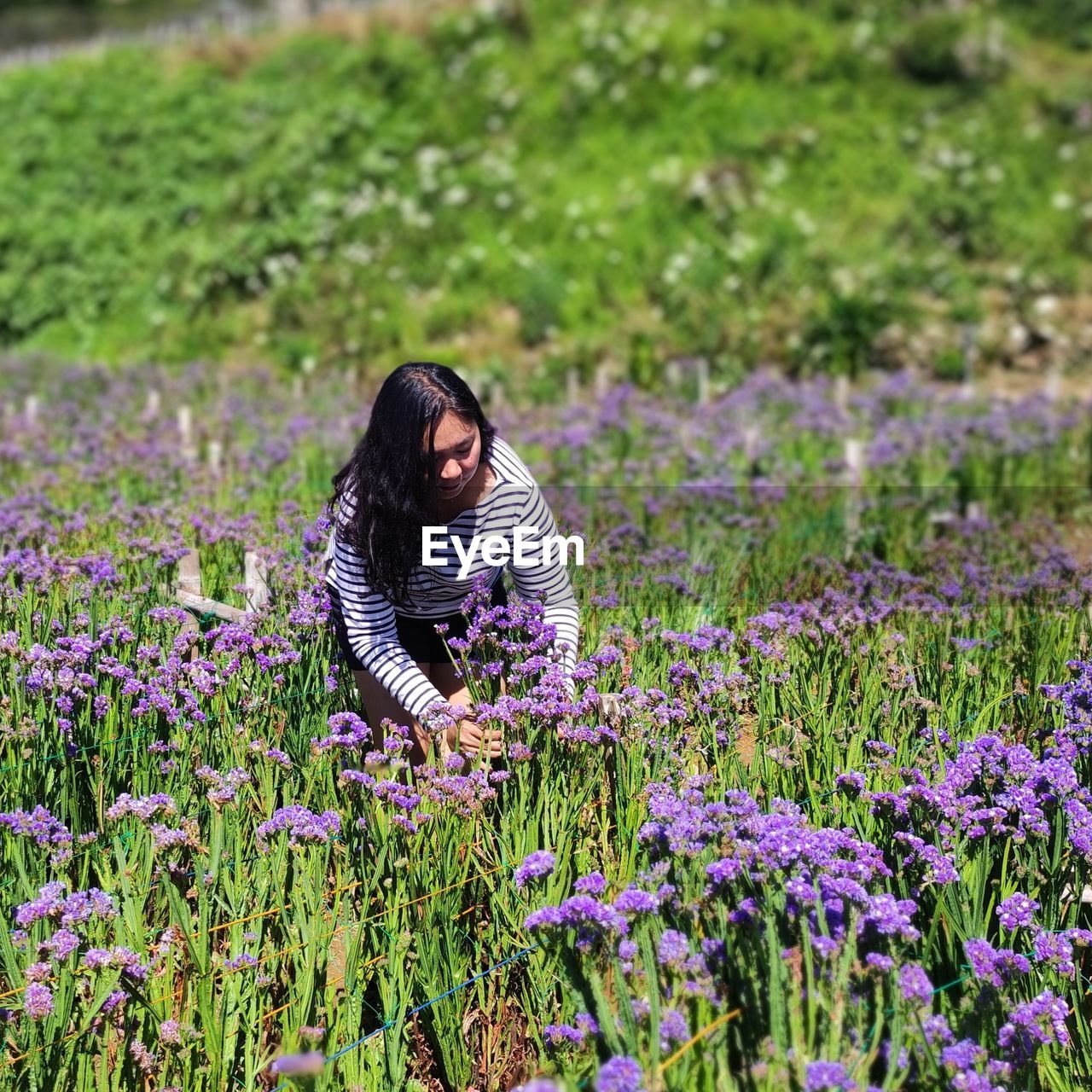 rear view of woman standing amidst purple flowers on field