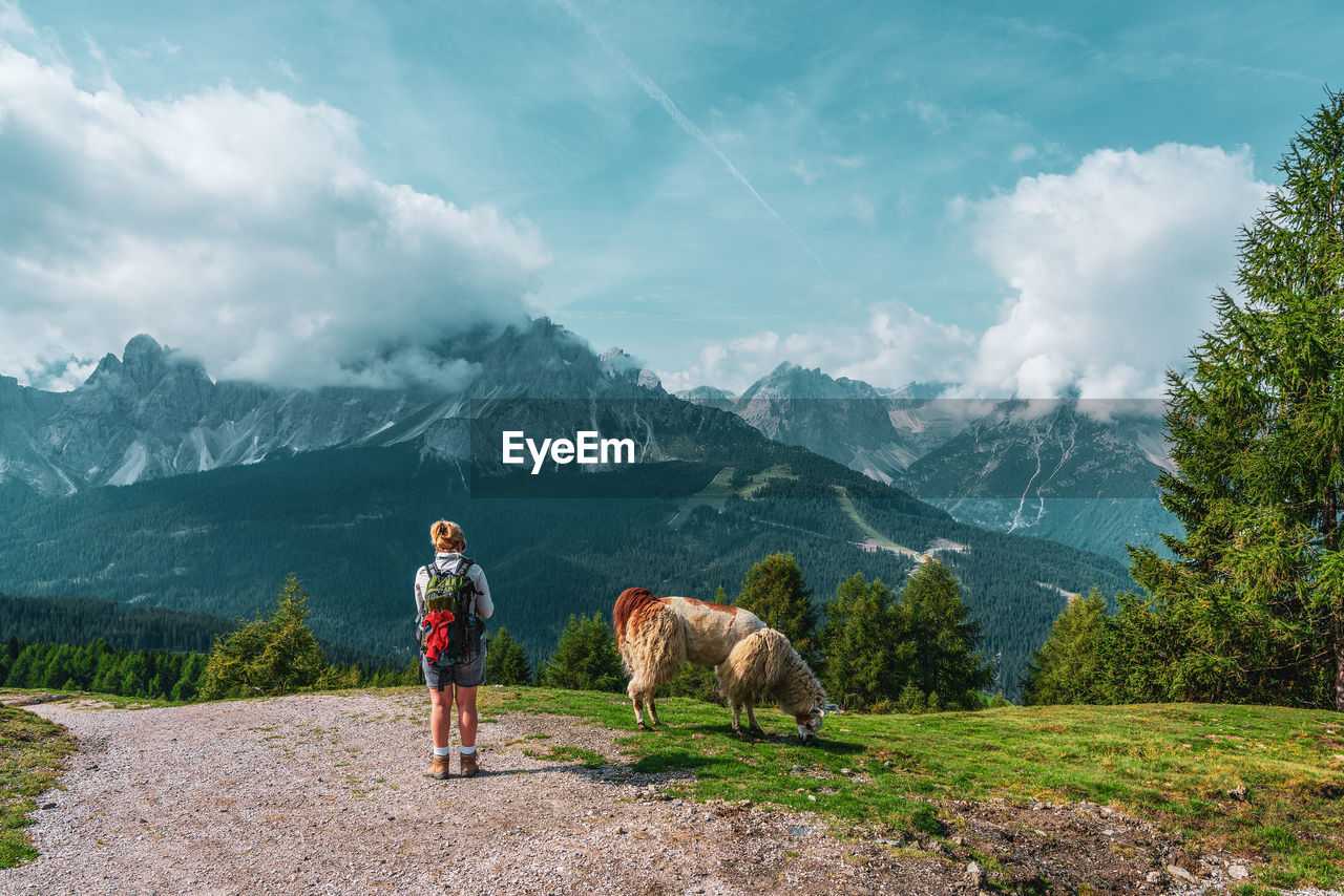 Backpacker and llamas on hiking trails in the dolomites, italy.