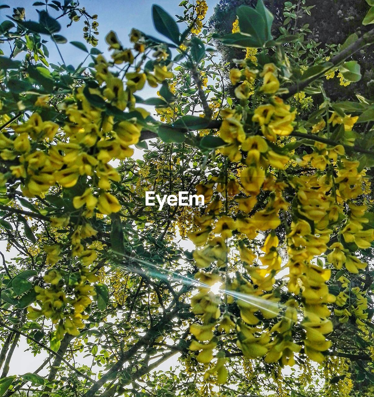 CLOSE-UP OF YELLOW FLOWERING TREE IN BLOOM