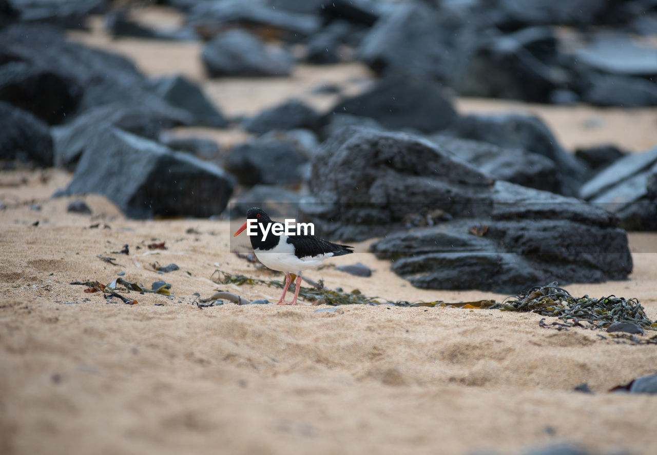 Eurasian oystercatcher  bird called tjaldur in icelandic, iceland